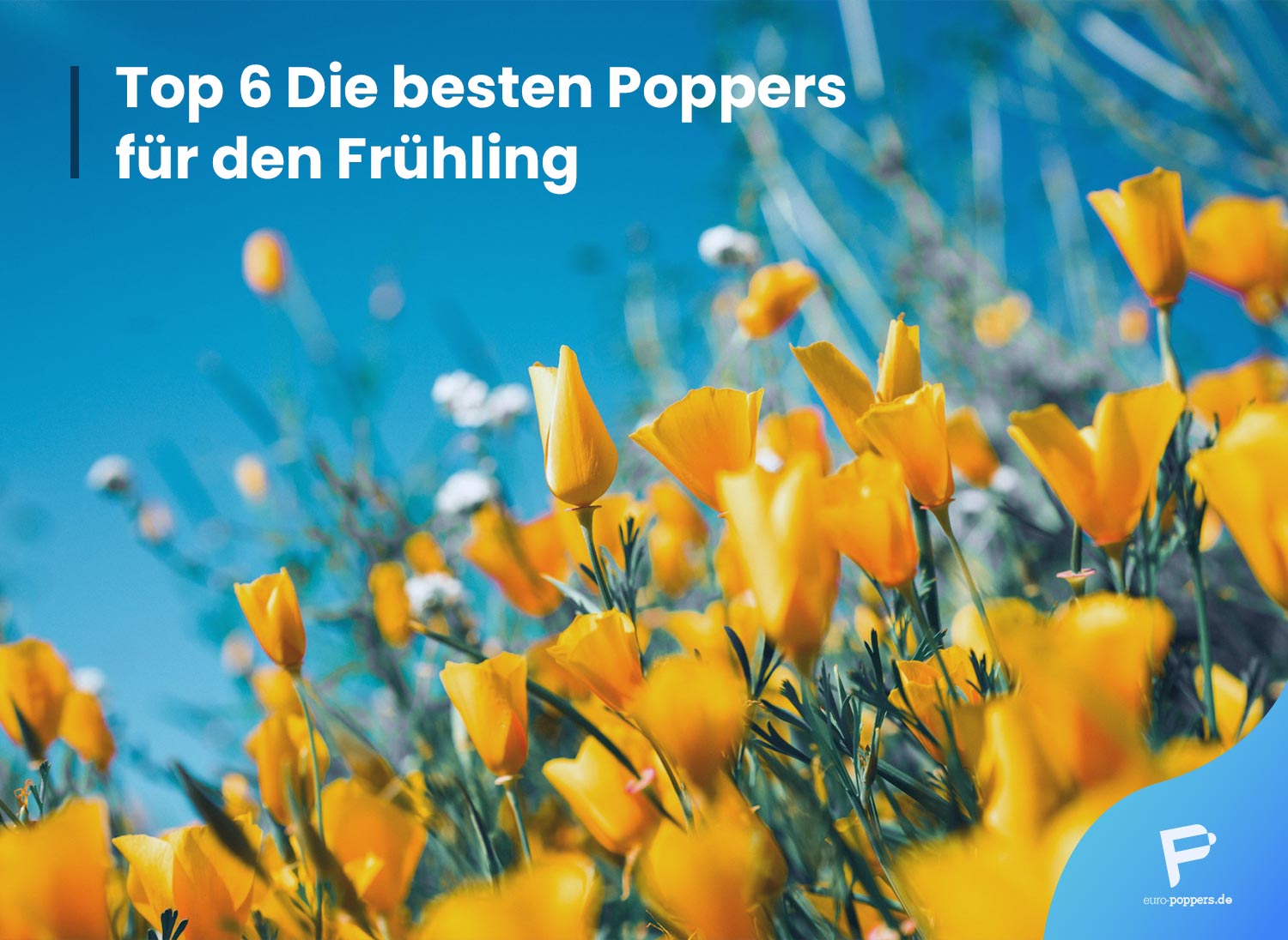 Read more about the article Top 6 Die besten Poppers für den Frühling